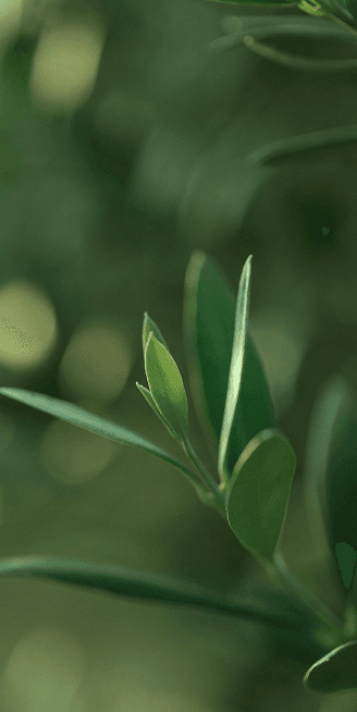 Green Leaves